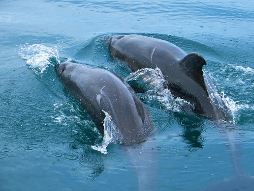 Dolphins breaching the surface