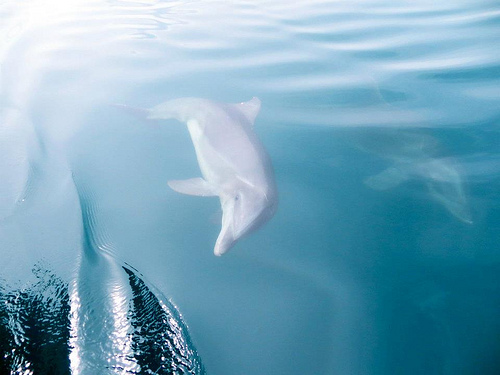 Dolphins swimming in Costa Rica