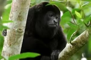 Howler Monkey Guanacaste