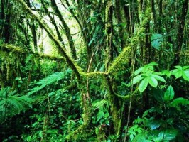 Monteverde Costa Rica