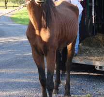 Nosara infectious equine anemia