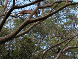 Pumas Hunting Monkeys in Guanacaste