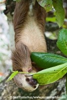 Two-fingered sloth