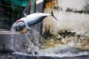 Longline tuna haul. Source: Greenpeace.