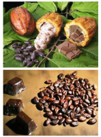 Bribri chocolate tour