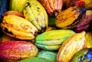Cacao pods