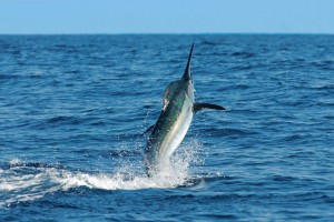Quepos marlin sportfishing