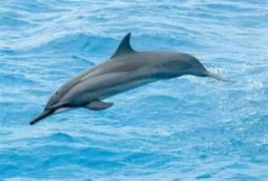One of the species affected by seine fishing.