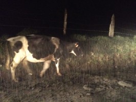 A dairy cow is evacuated as it rains down ash. Photo: RSN