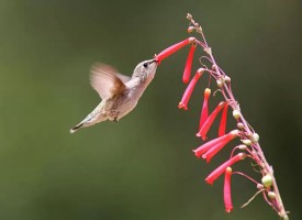Hummingbird