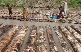 Around 40 percent of the mahogany and cedar that Peru exports to the United States is logged illegally, a 2010 study by the Environmental Research Agency, or EIA, said. EFE/File