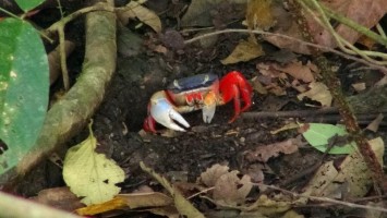 Mouthless crab, a resident of the mangrove in Costa Rica