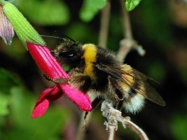 "Bumblebee October 2007-3a" by Alvesgaspar - Own work. Licensed under CC BY-SA 3.0 via Wikimedia Commons