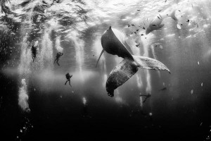 2015 National Geographic Photo Contest Winner  