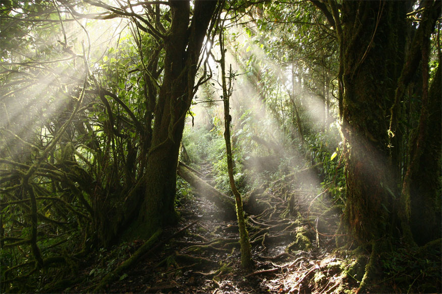 Barva-Jungle-web