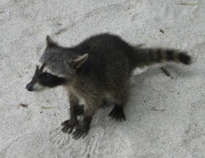 Raccoon at the Manuel Antonio National Park Costa Rica