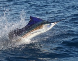 Billfish in Australia Billfish in Australia