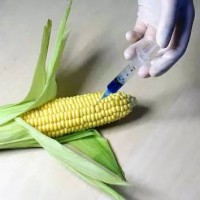 GMO Corn