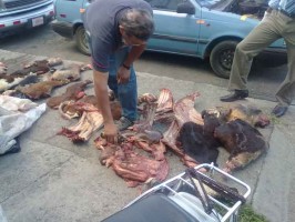 Illegal meat butchers or 'cuatreros' may be imprisoned faster thanks to cattle DNA testing
