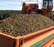 Brazilian Coffee Growers