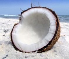 coconuts in costa rica