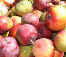 costa rica mangos