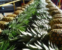 costa rica pineapple shipment