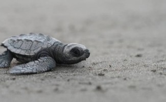 costa rica sea turtle conservation