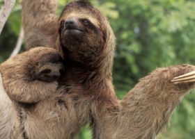 costa rica sloths chocolate