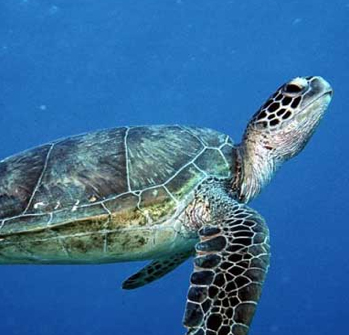 green turtle costa rica