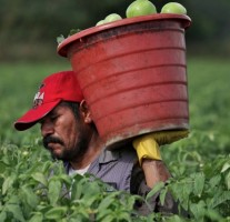 tomatoe farm costa rica