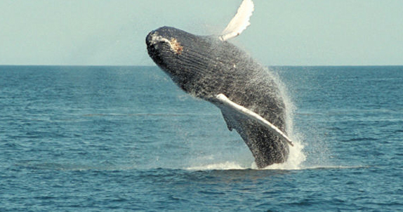 Humpback Whales in Matapalo Costa Rica Humpback Whales in Matapalo Costa Rica