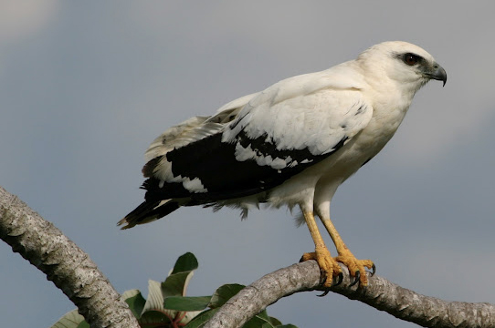 costa rica white hawk project