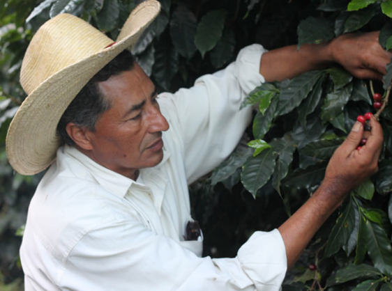 fair trade food trend costa rica