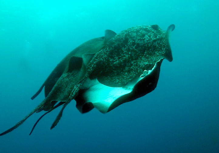 mating marble rays cocos island costa rica mating marble rays cocos island costa rica