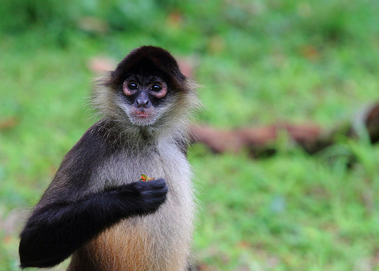 spider monkeys in costa rica