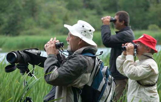 bird watching in costa rica bird watching in costa rica