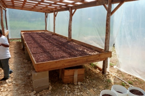 cacao chocolate belize