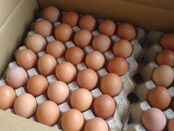 egg imports from costa rica to mexico egg imports from costa rica to mexico