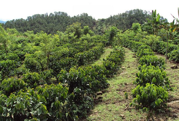 forest garden in honduras forest garden in honduras