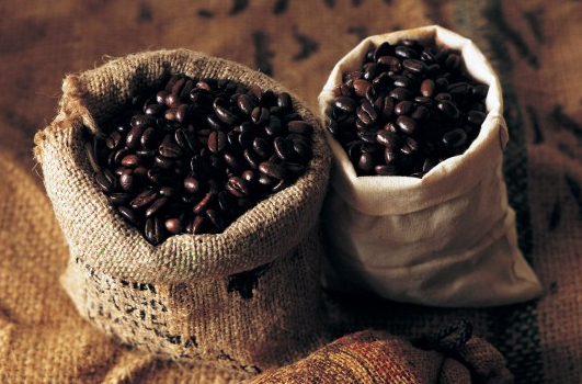 honduras coffee fungus