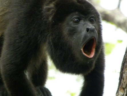 howler monkey costa rica