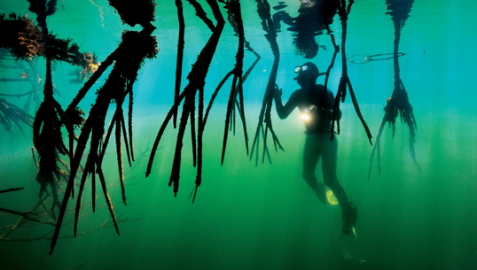 mesoamerican reef