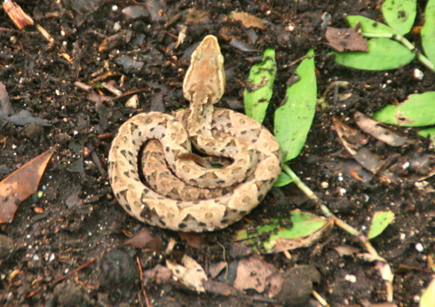 Costa Rica Fer De Lance Snake