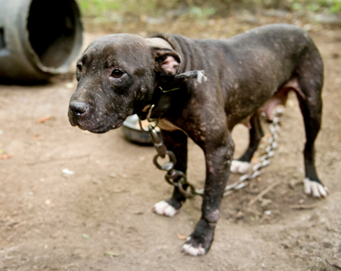dog fighting in costa rica