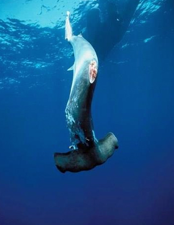shark finning in costa rica shark finning in costa rica