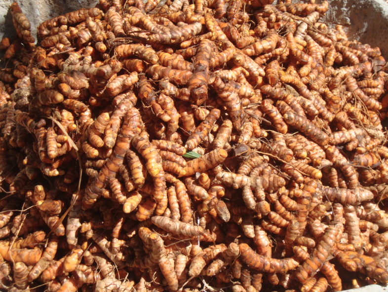 organic turmeric costa rica
