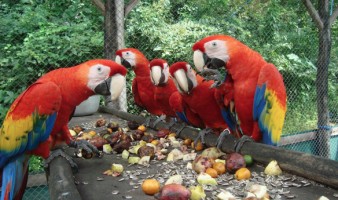 Macaw Costa Rica