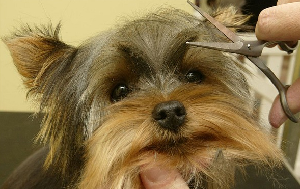 dog grooming in escazu costa rica