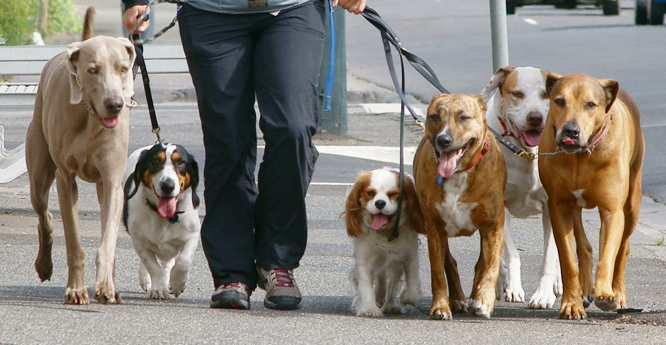 dog walking in escazu costa rica